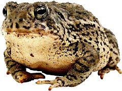 bigtoad